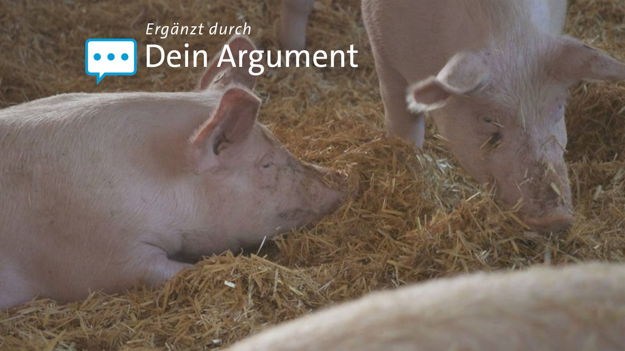 Mastschweine in einem mit Stroh eingestreuten Auslauf