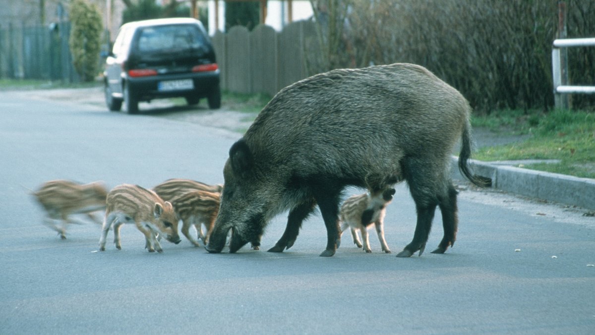 Wildschweine auf der Straße