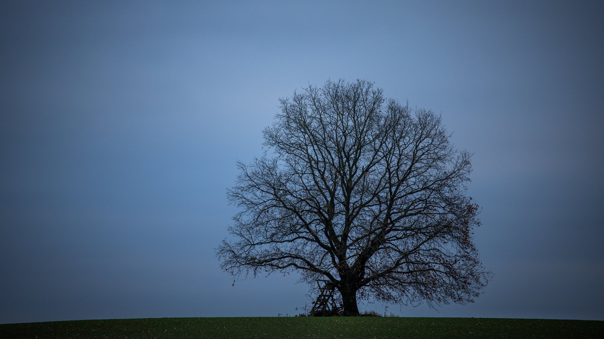 Ein Baum vor trübem-dunklen Winterwetter.