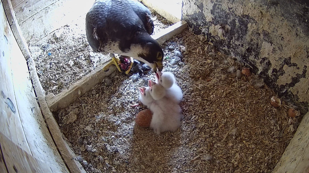 Drei Wanderfalken-Küken werden von ihrer Mutter gefüttert. 