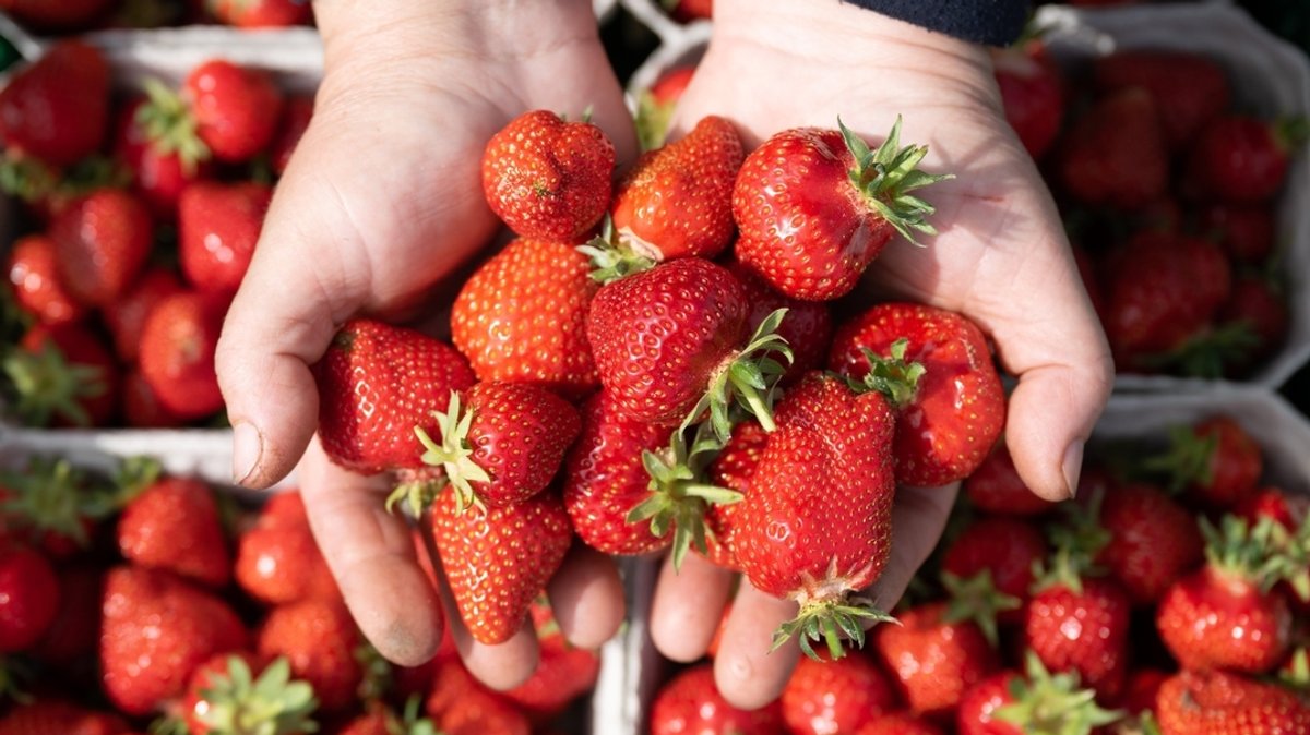Eine Erntehelferin hält zahlreiche frisch gepflückte Erdbeeren in ihren Händen