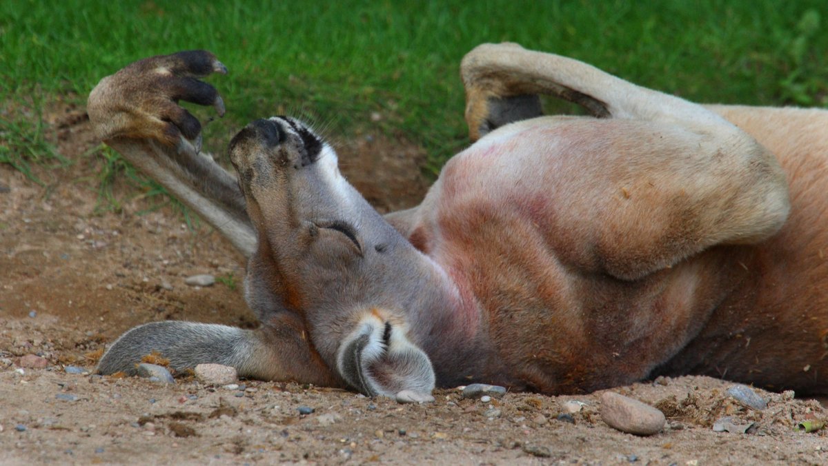 Ein Riesenkänguruh schläft gern auf dem Rücken.