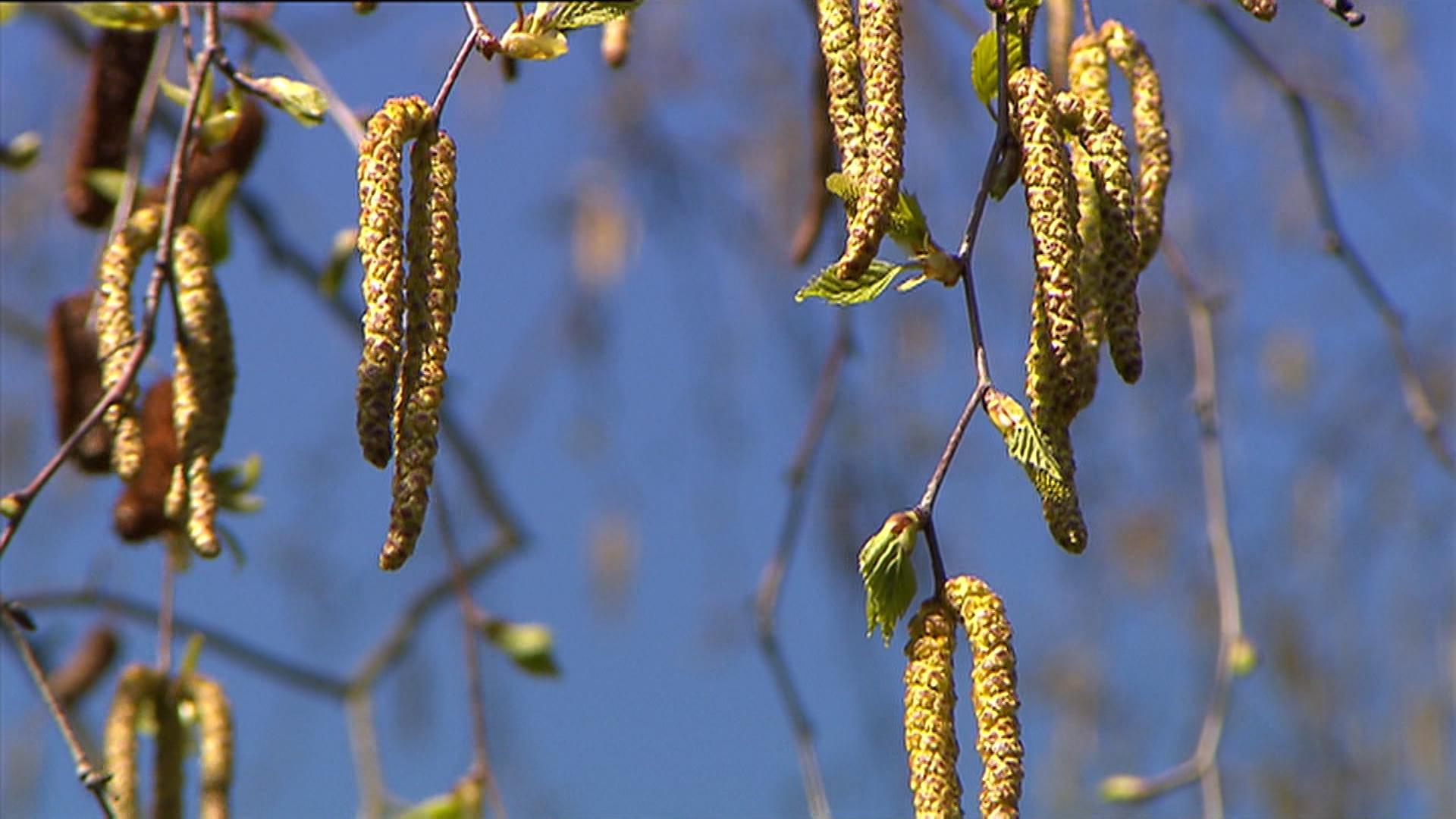 Unter starkem Pollenflug leiden nicht nur Allergiker. Offensichtlich führt dieser auch zu mehr Corona-Infektionen - einer neuen Studie zufolge.