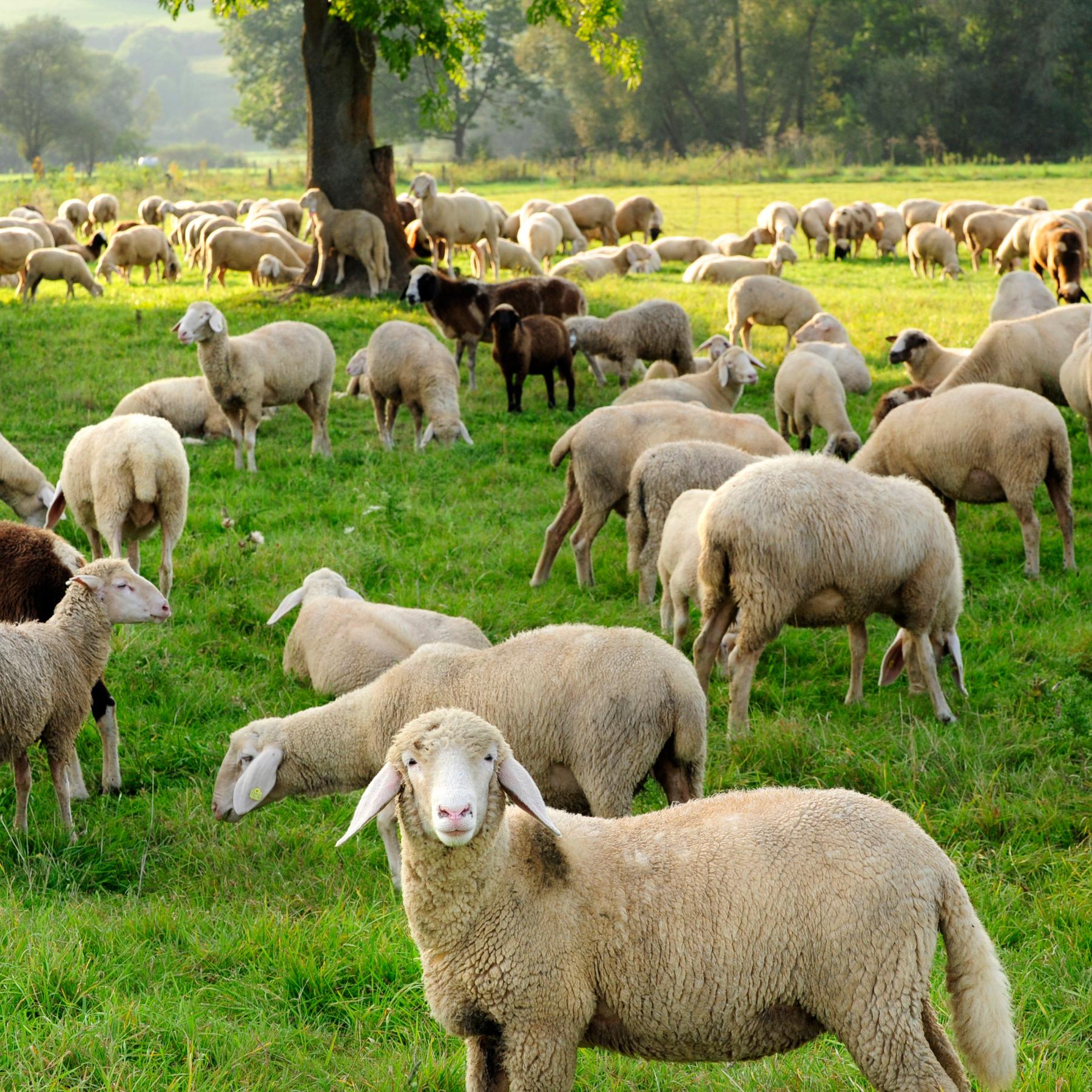 Religion - Die Dokumentation