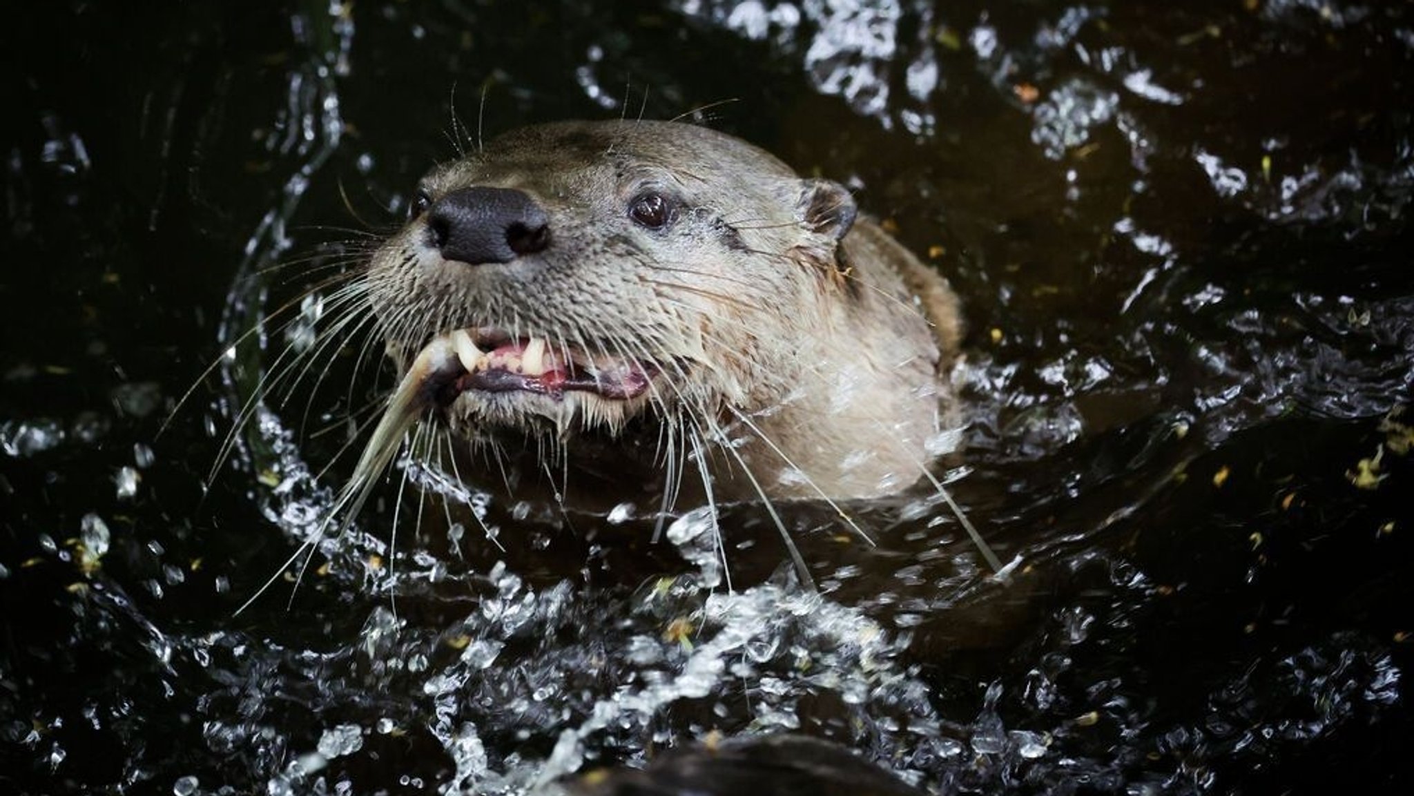 Ein Fischotter schwimmt mit einem Fisch im Maul durchs Wasser.