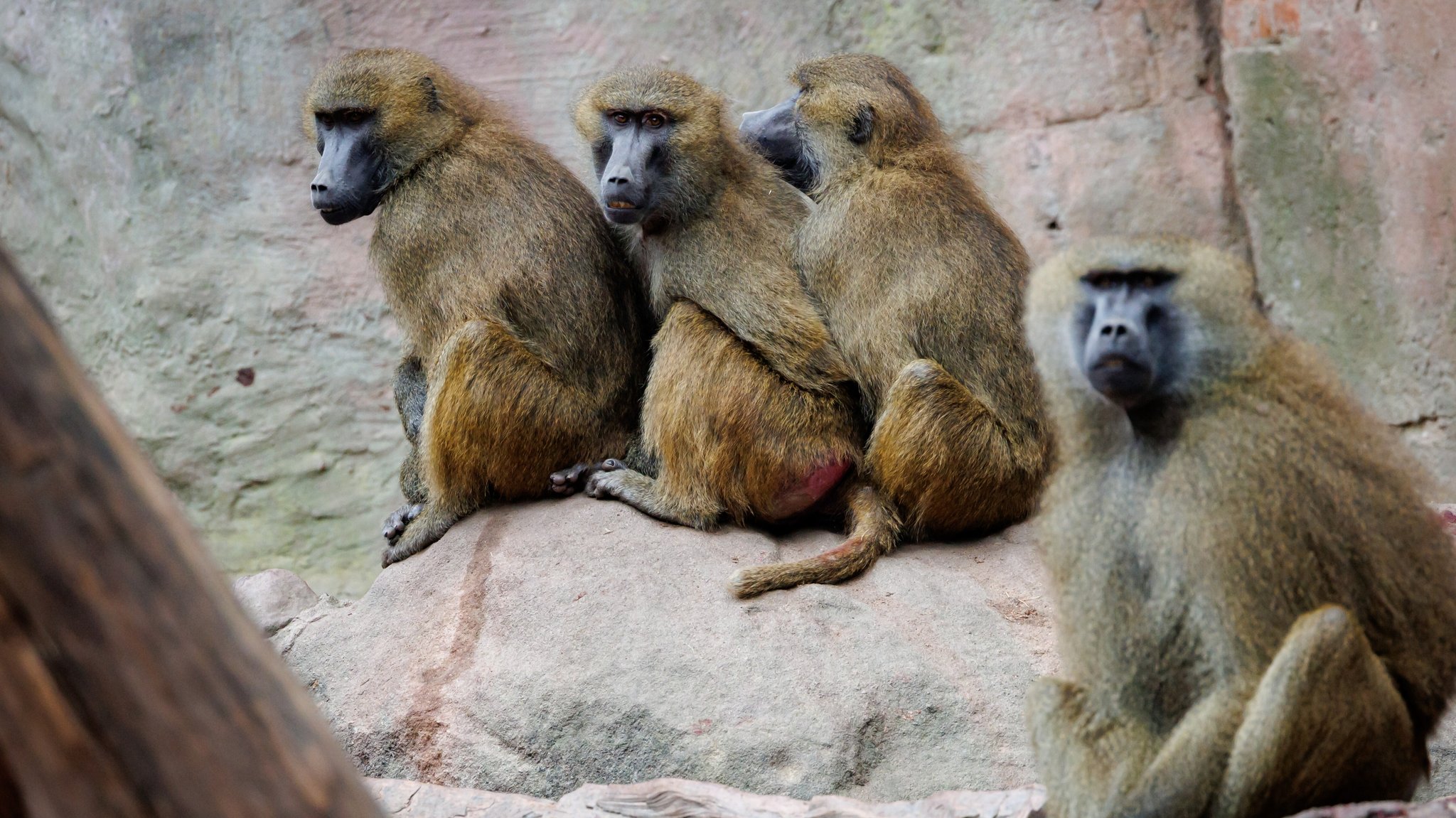 Paviane sitzen in ihrem Gehege im Tiergarten Nürnberg.