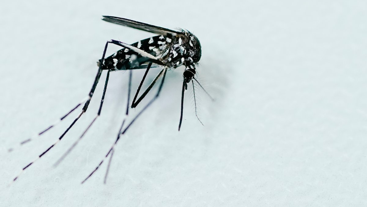 EU warnt vor Krankheitsübertragung durch Mücken