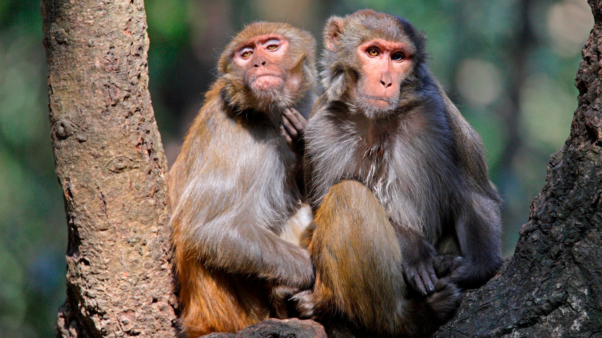 Zwei ältere Rhesusaffen (Macaca Mulatta) sitzen eng beieinander auf einem Baum, einer kratzt sich das Kinn.