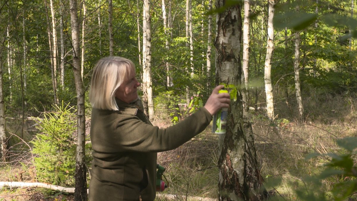 Eine echte Pionierin: Waldumbau mit der Birke