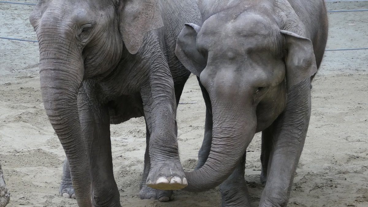 Die beiden Augsburger Elefanten sind bald in Sofia 