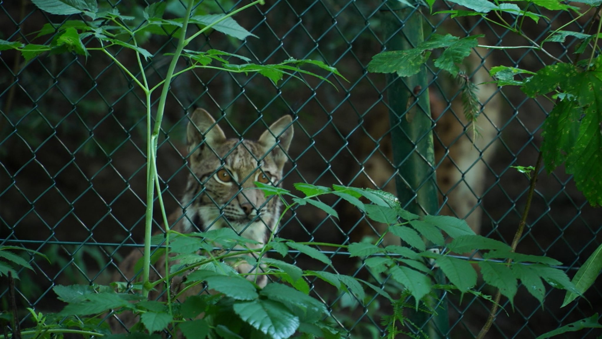 Ein junger Luchs aus dem Tierpark in Lohberg im Landkreis  Cham bekommt im Westen Polens eine neue Heimat .