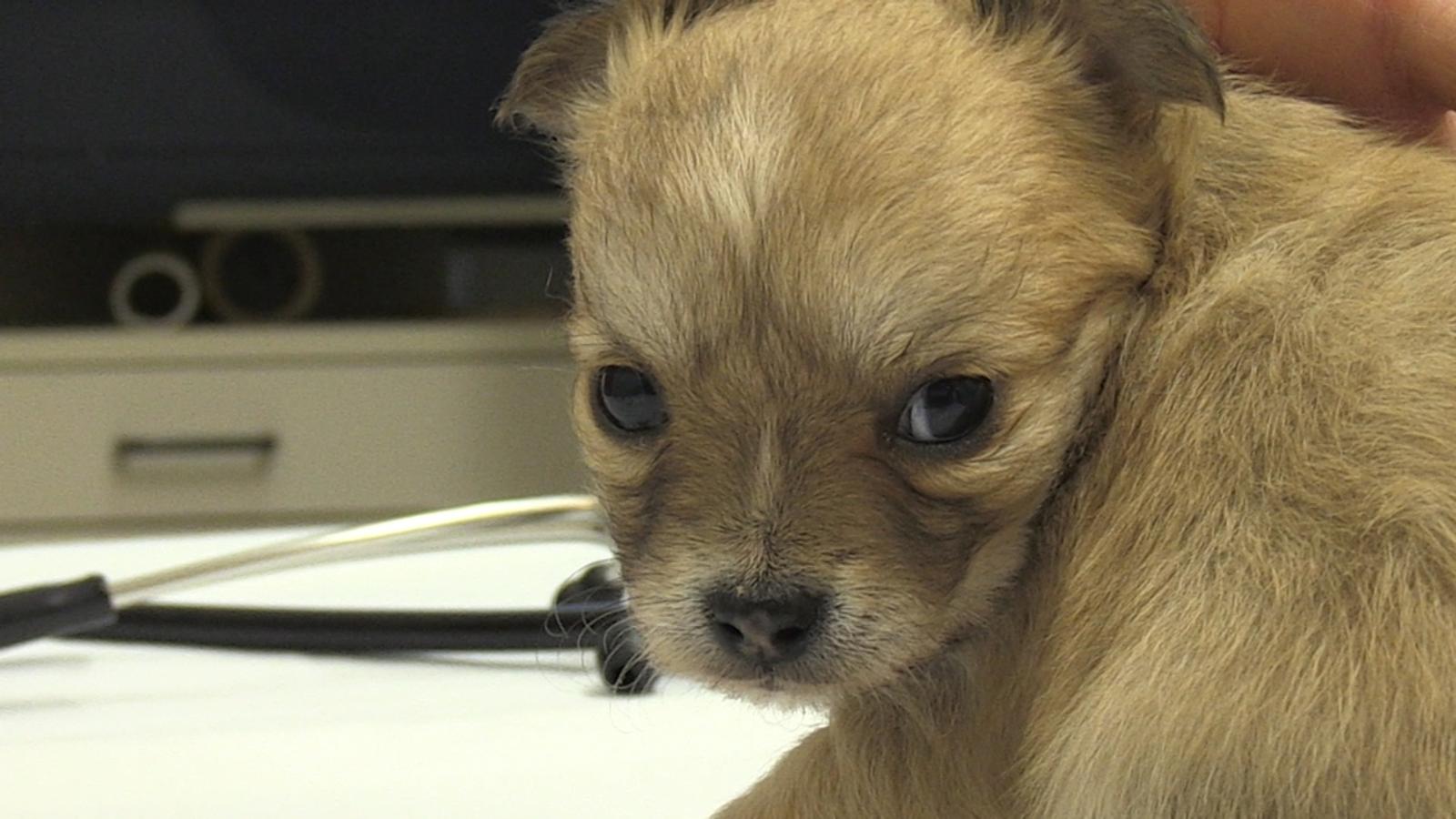 owalo design Hunde Aus Dem Tierheim Kaufen