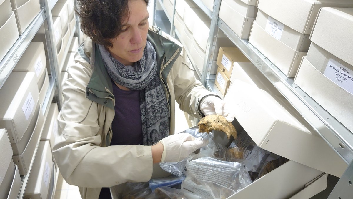 Die Leiterin des AschheiMuseum in Aschheim, Anja Pütz, nimmt einen menschlichen Schädel aus einem Pappkarton