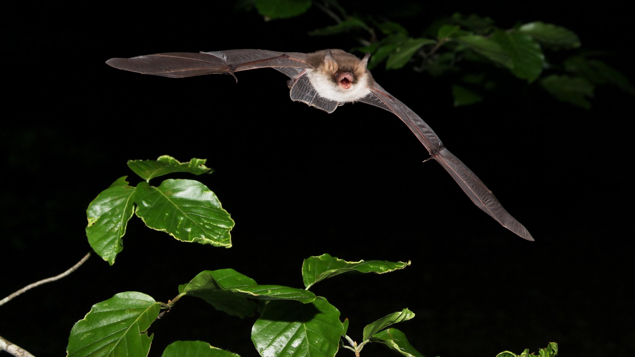 Fransenfledermaus (Myotis natterer) nachts auf der Jagd.