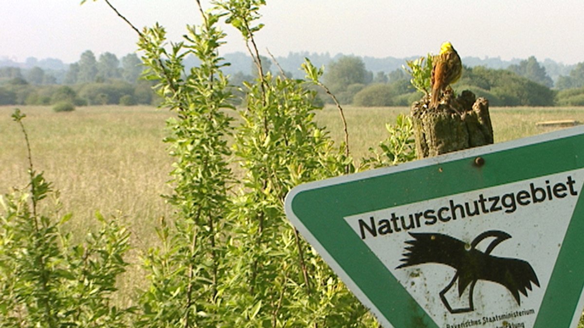 Eine Rohrammer auf einem Pfahl am Rand des Donaumooses. Im Vordergrund im Anschnitt ein Schild "Naturschutzgebiet".