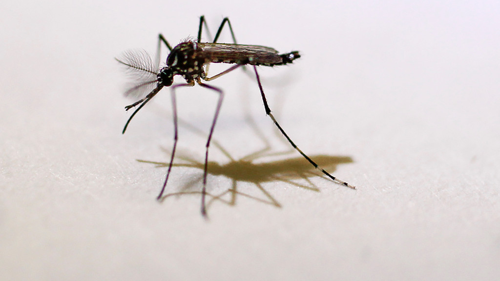 Tigermücken zählen zu den invasiven Arten und können Krankheiten übertragen.