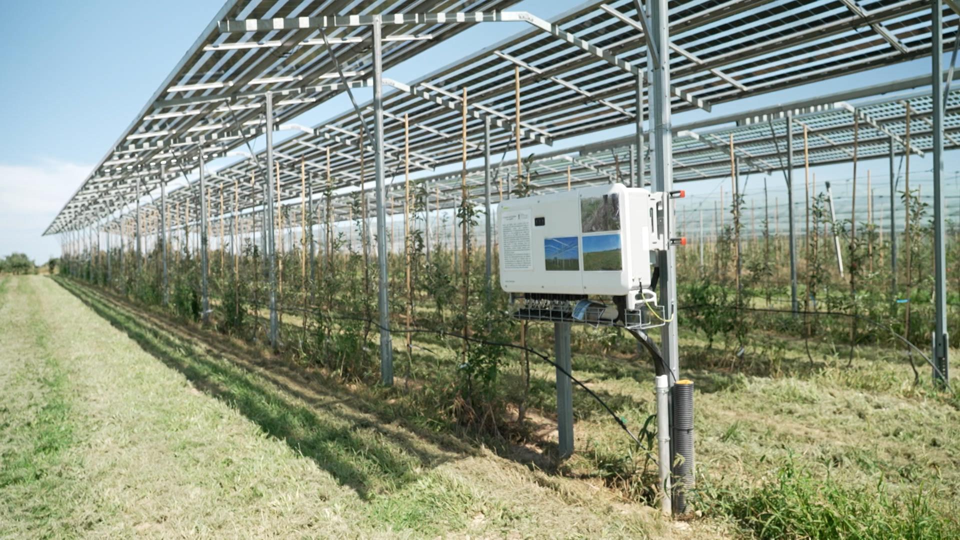 Apfelplantage unter PV-Modulen