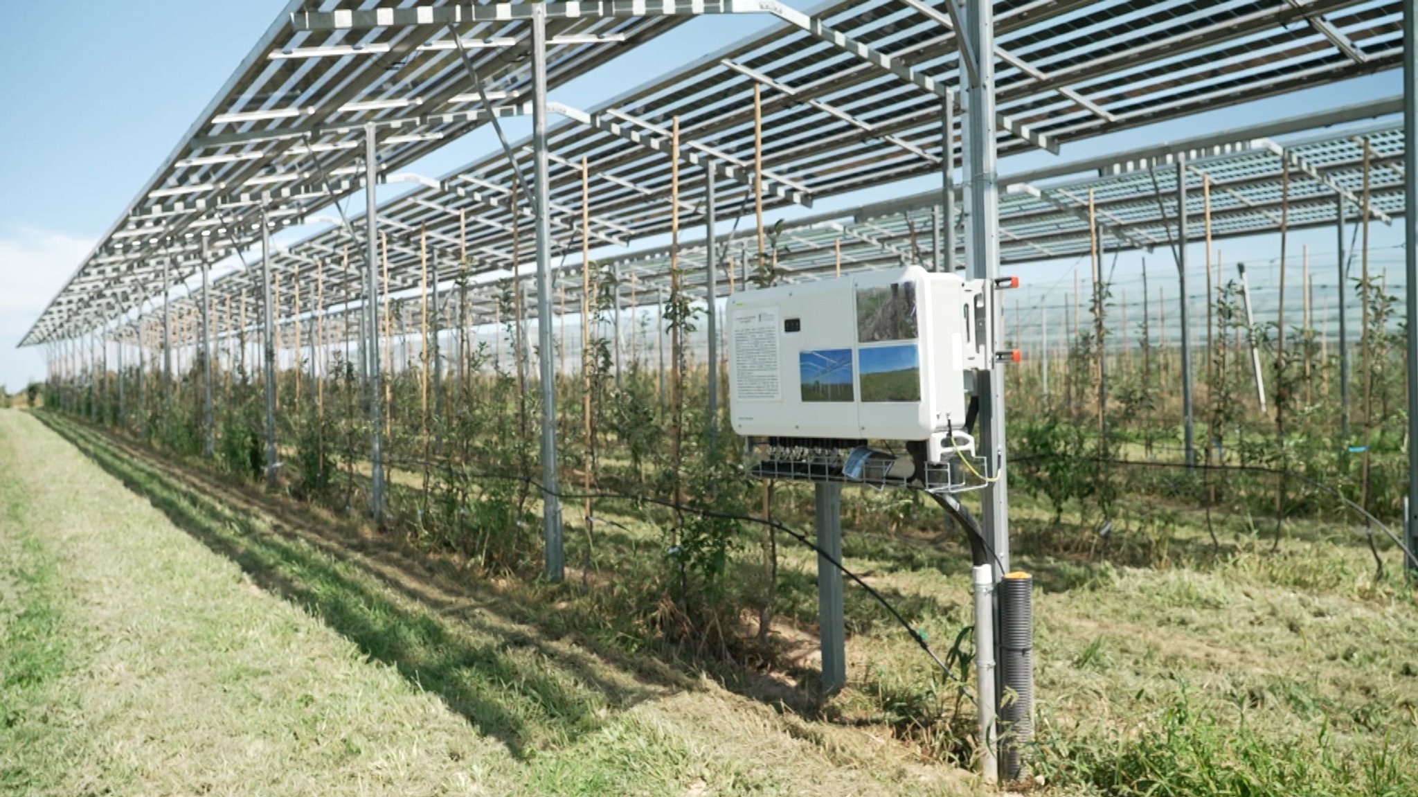 Apfelplantage unter PV-Modulen