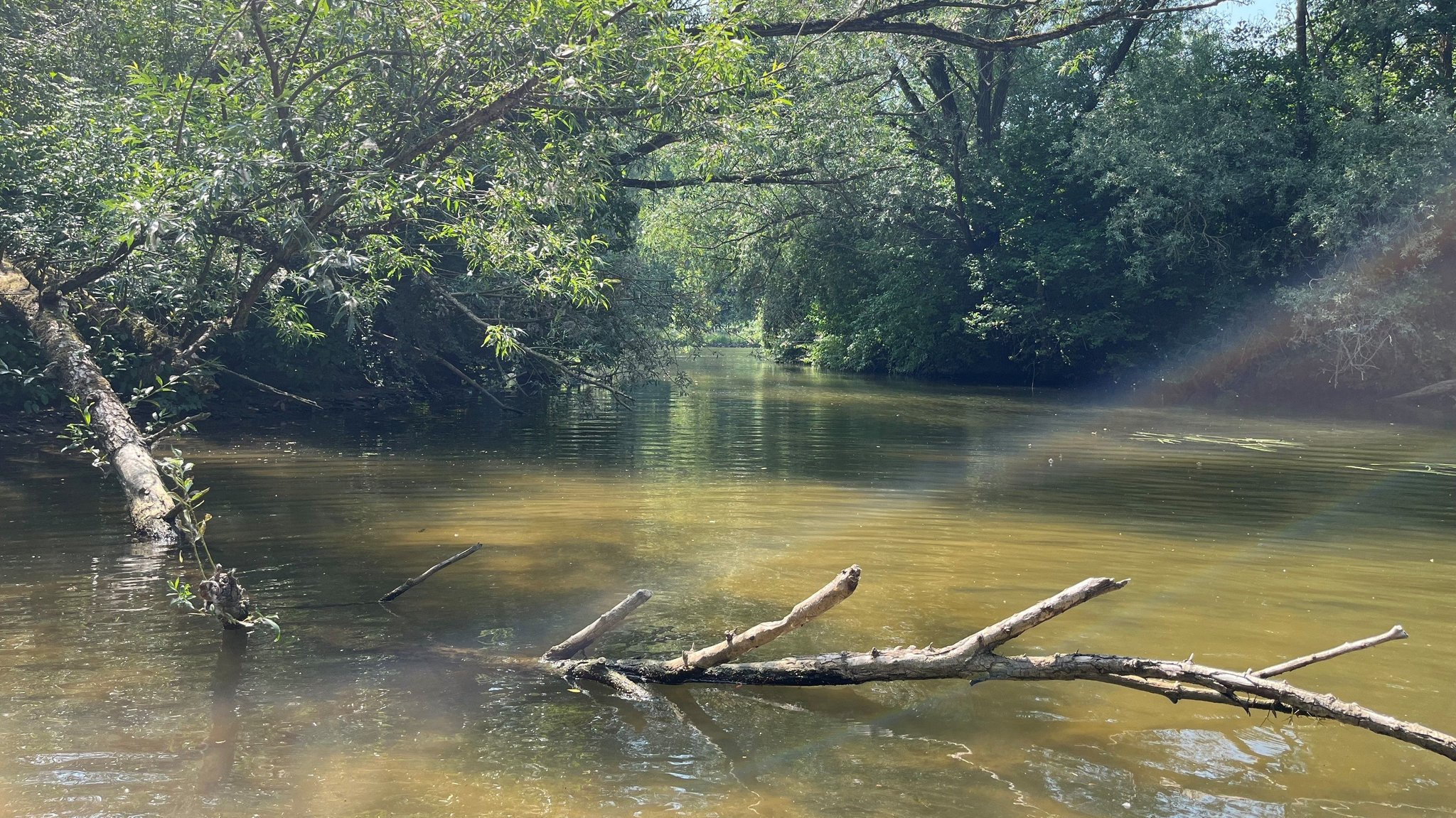 Fränkische Saale mit ins Wasser gefallenem Baum 