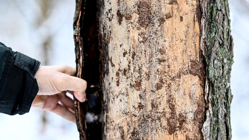 Die heimischen Kiefern kommen mit dem Klimawandel nicht mehr zurecht: zu wenig Regen und dafür zu viel Dürre und Hitze. | Bild: dpa-Bildfunk/Britta Pedersen Die heimischen Kiefern kommen mit dem Klimawandel nicht mehr zurecht: zu wenig Regen und dafür zu viel Dürre und Hitze.