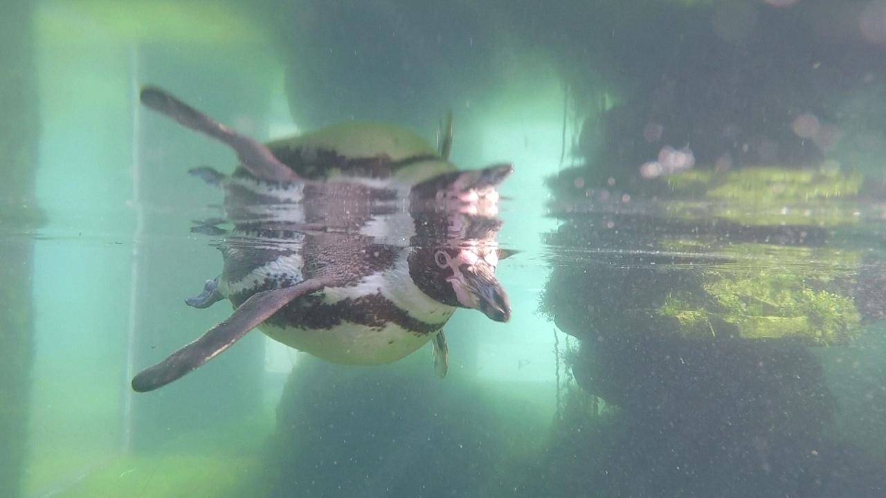 Pinguin im Meeresmuseum in Stralsund