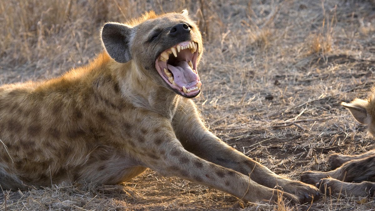 Hyänen - die kichernden, aber gefährlichen Raubtiere