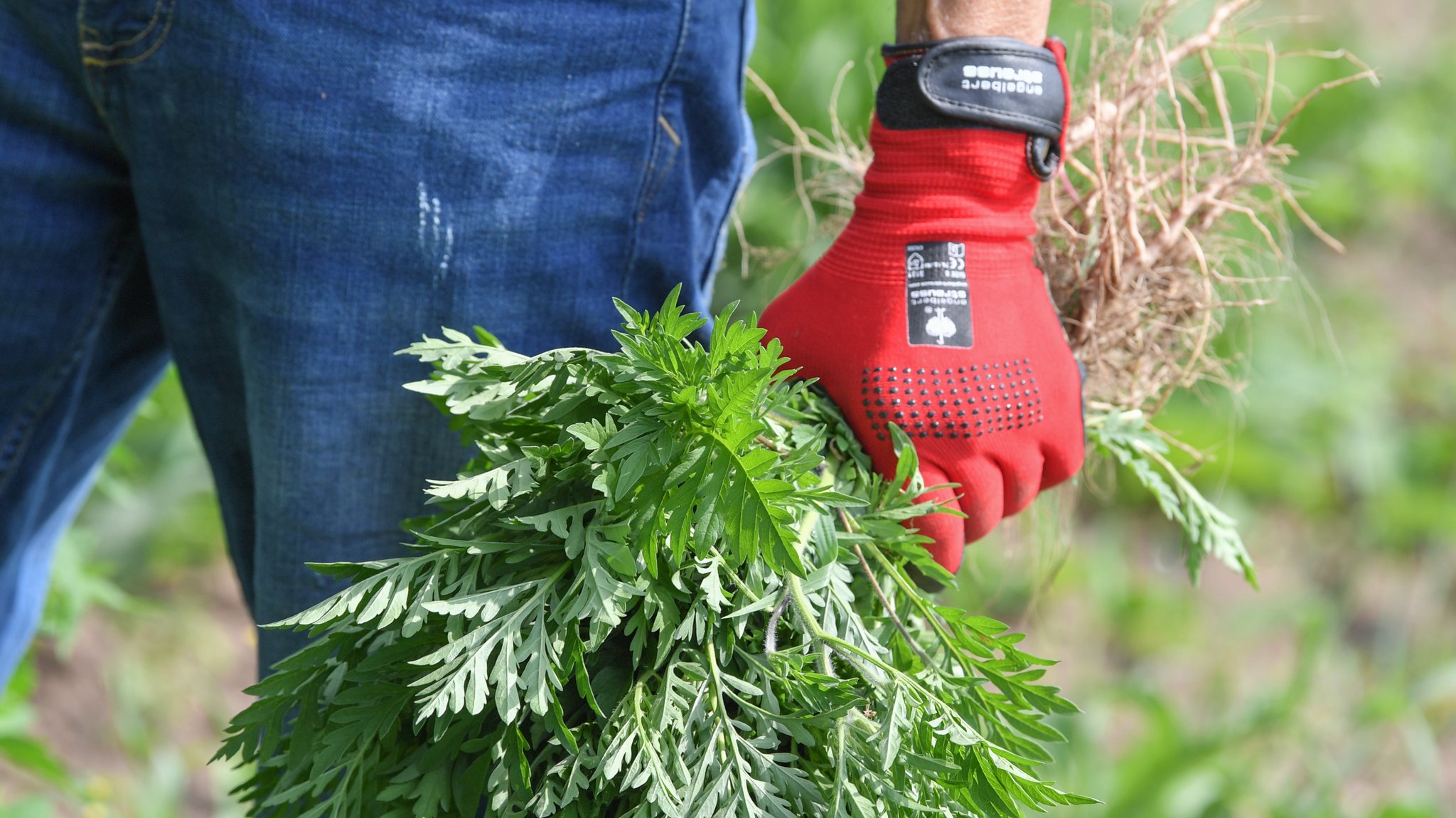 Behandschuhte Hand hält ausgerissene Ambrosia-Pflanzen in der Hand