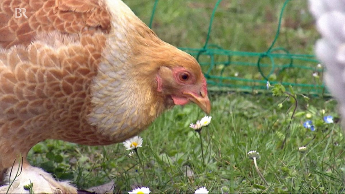 Eieiei - Glückliche Hühner im eigenen Garten