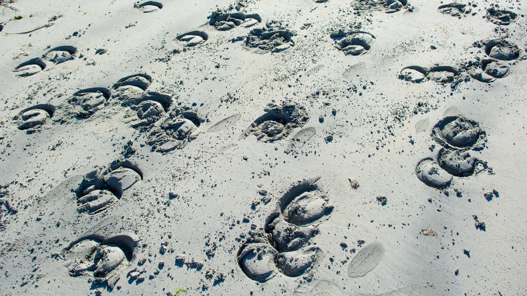 Hufabdrucke in Sand; auf den Spuren der Tiere: So hilft digitales Tier-Monitoring