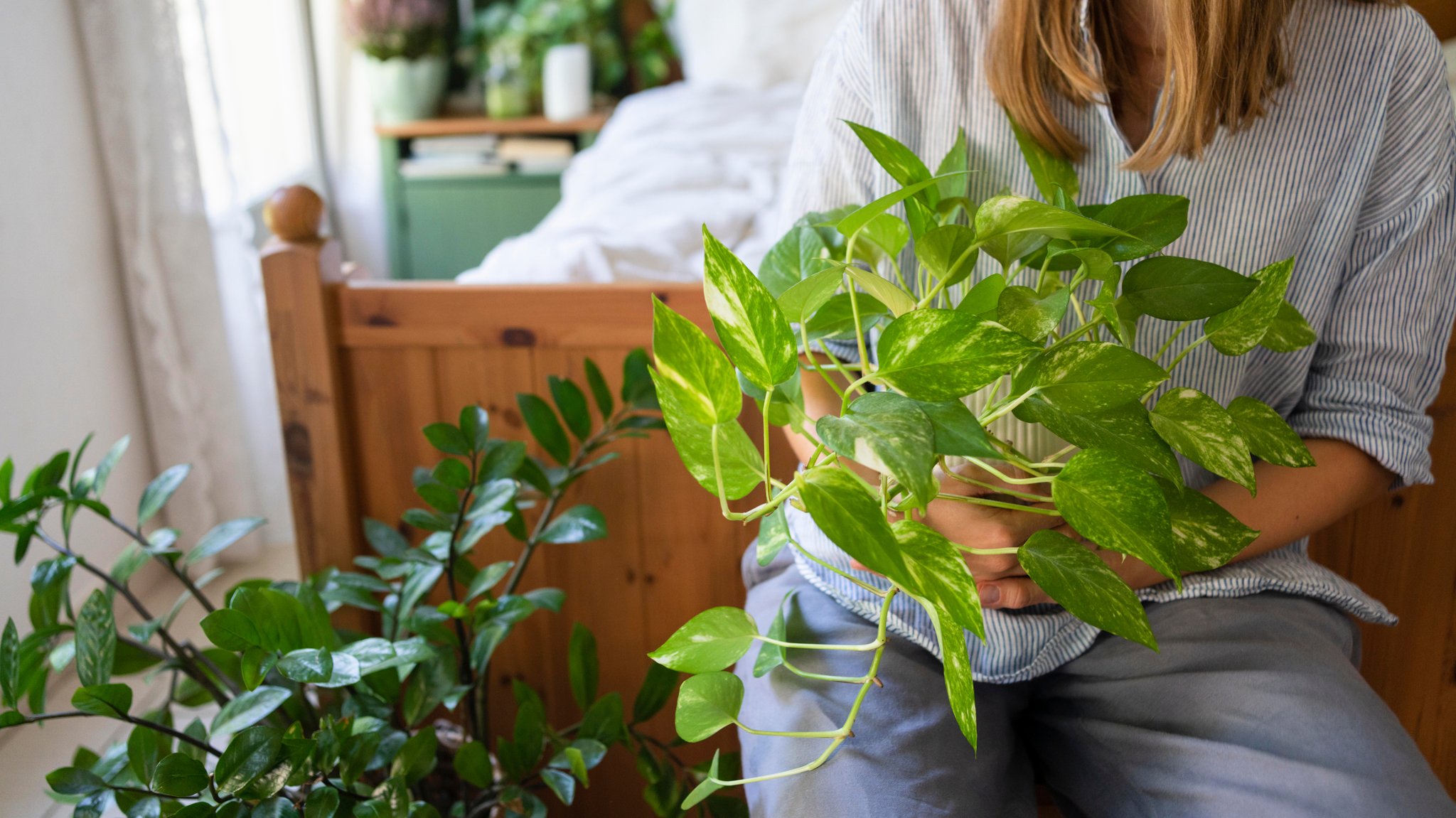 Mythos oder Fakt: Reinigen Pflanzen im Schlafzimmer die Luft?