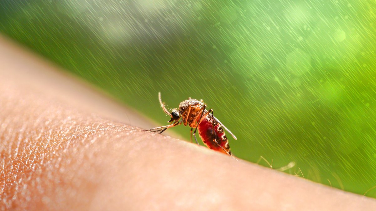 Ist Überträgerin des Malaria-Parasiten: die weibliche Anopheles Mücke (im Bild auf menschlicher Haut)