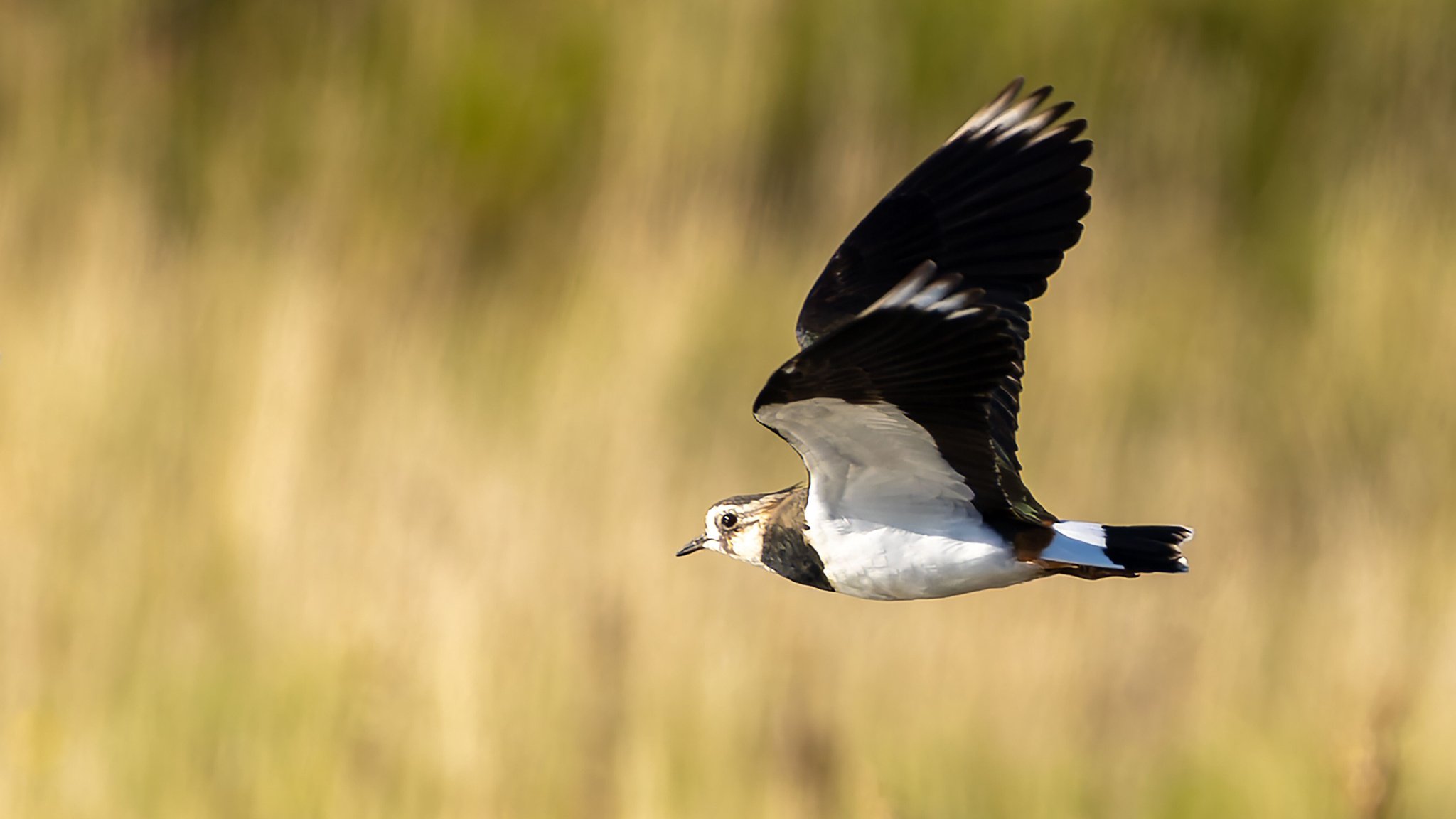 Ein Kiebitz im Flug (Archivbild)