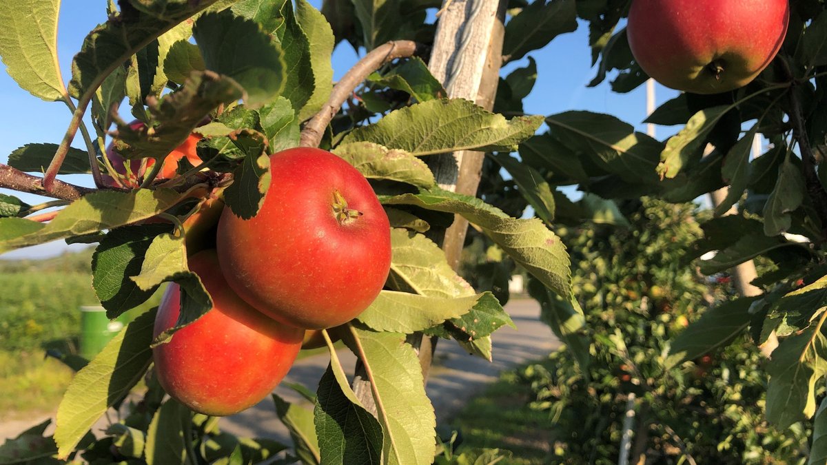 Wegen Klimawandel: Apfelernte in Franken hat früher begonnen