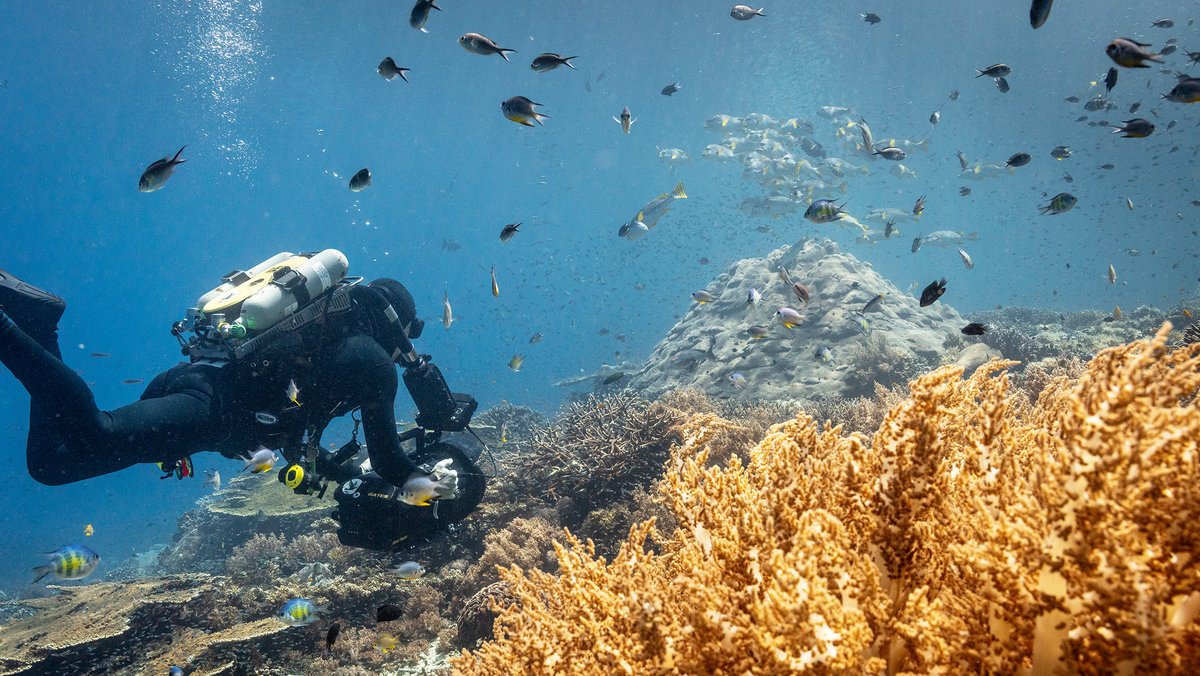 Attenboroughs Team beim Dreh zu "Ozean mit David Attenborough": Korallenriffe gelangen nach und nach wieder zu neuer Blüte.