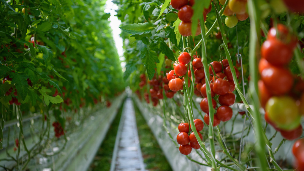 Erntereife Tomaten in einem der bis zu 300 Meter langen Gewächshäuser eines Betriebes in Feulersdorf (Lkr. Kulmbach)