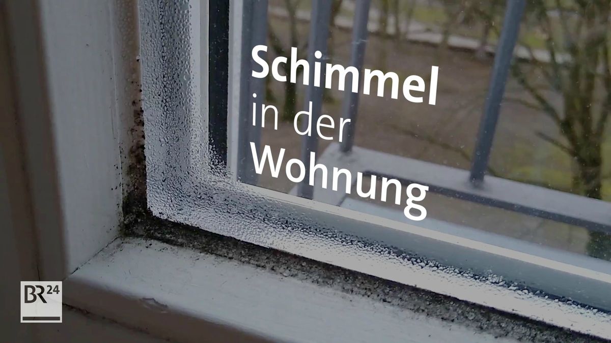 Schimmel In Der Wohnung Welche Rechte Haben Mieter Br24