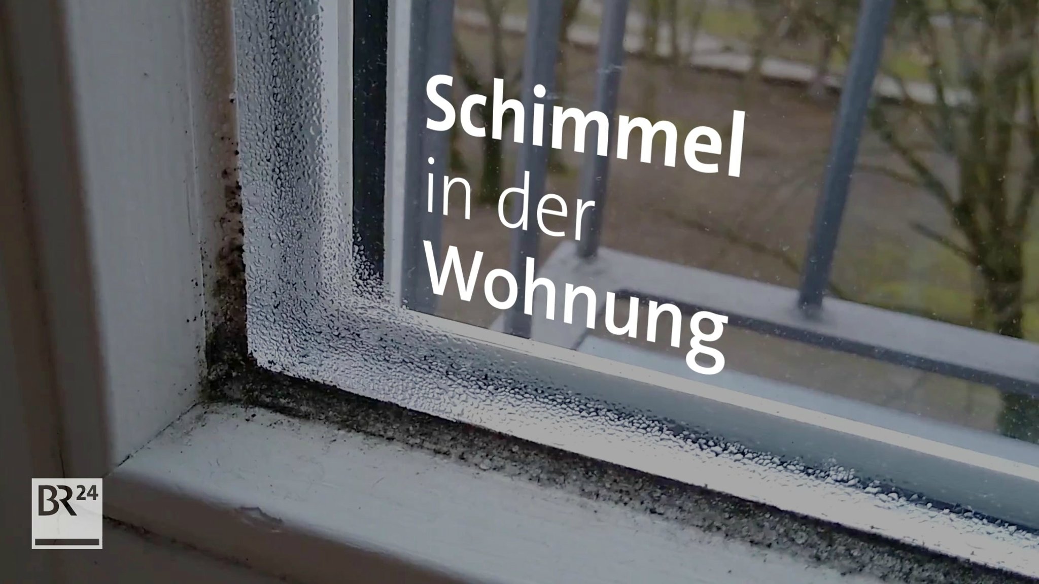 Schimmel in der Wohnung