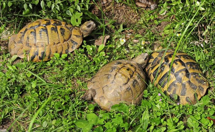 23 Schildkroten Suchen Neues Zuhause Br24