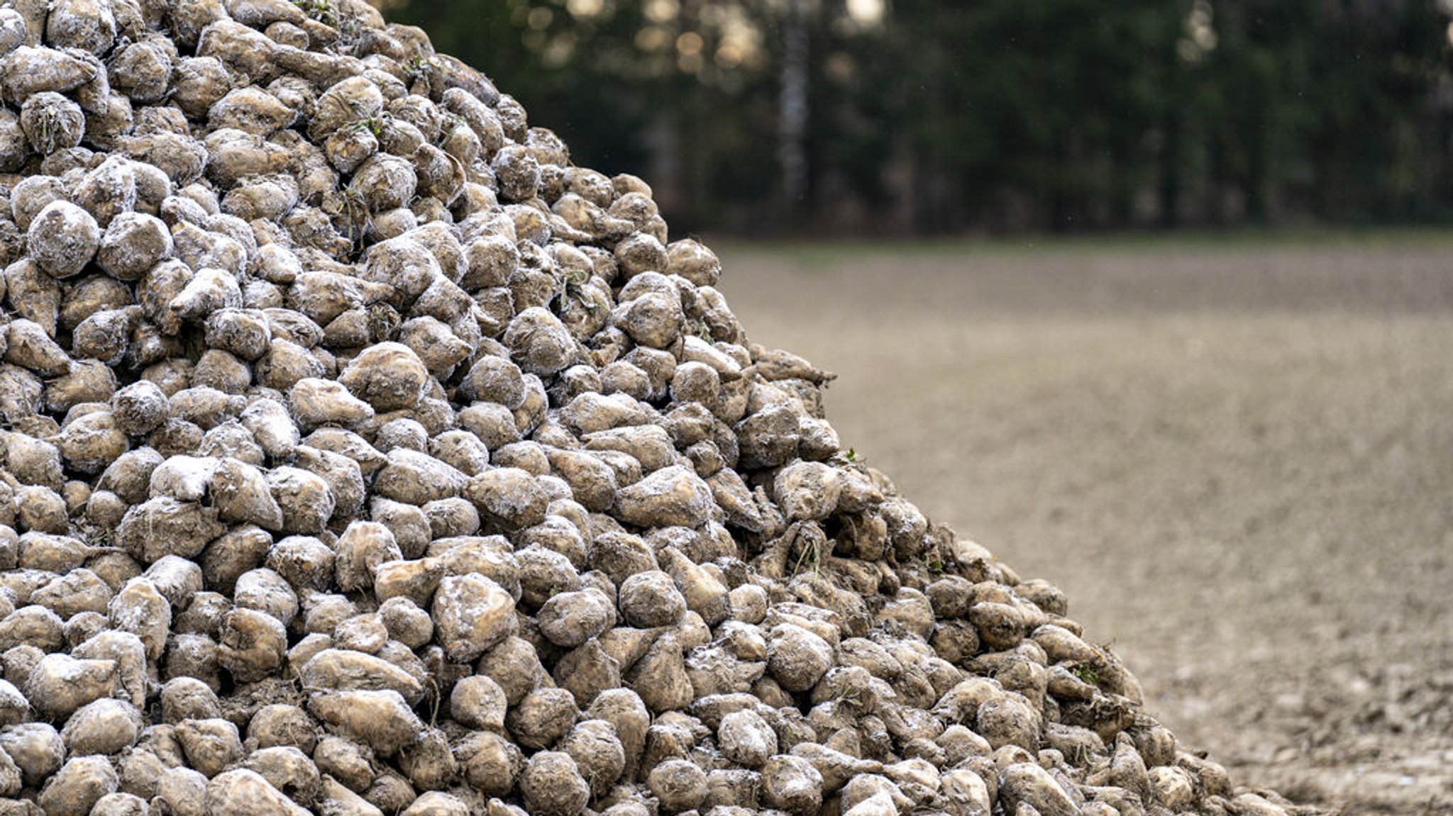 Zuckerrüben-Miete am Feldrand