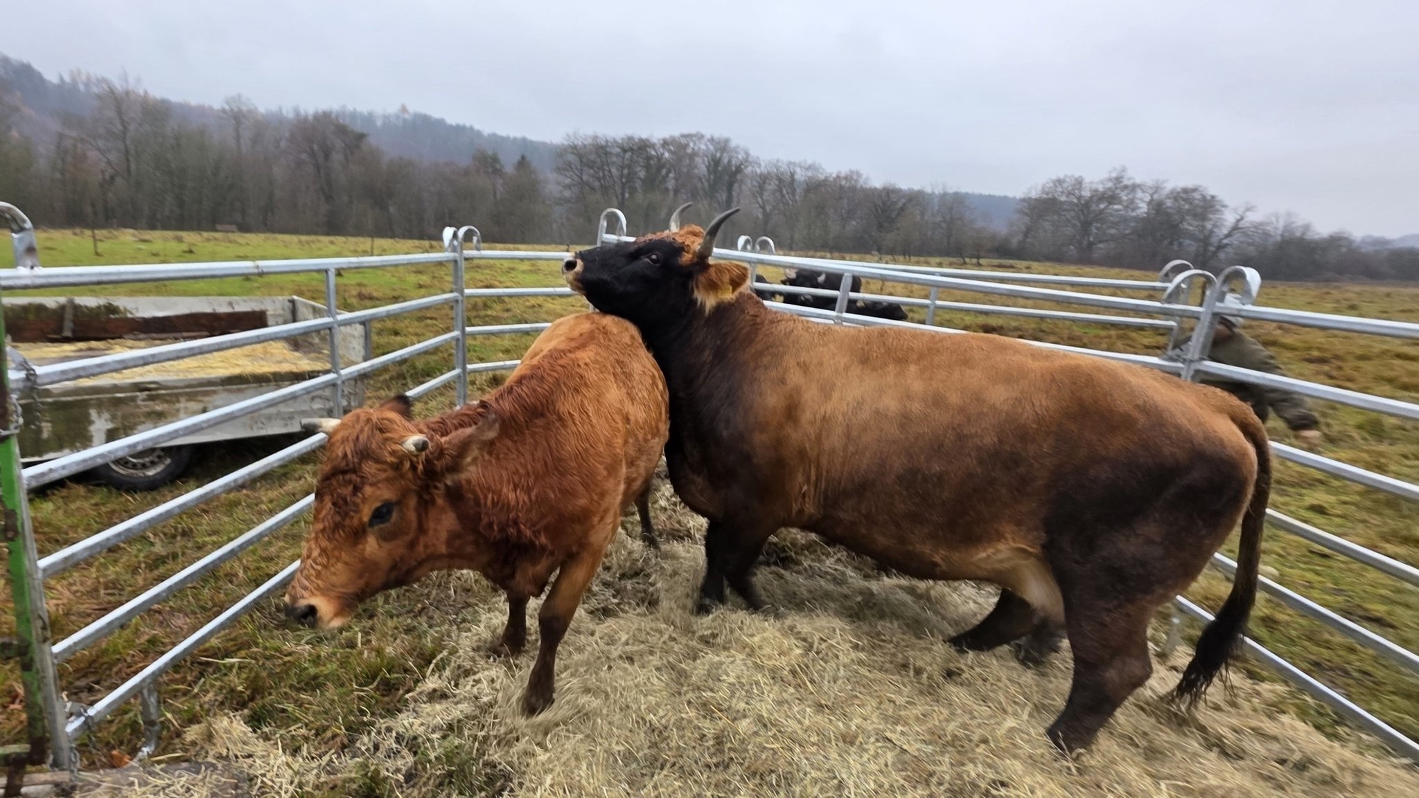 Murnau-Werdenfelser Rinder auf einer Weide in Raitenhaslach im Landkreis Altötting. Die Rasse gilt als stark gefährdet.