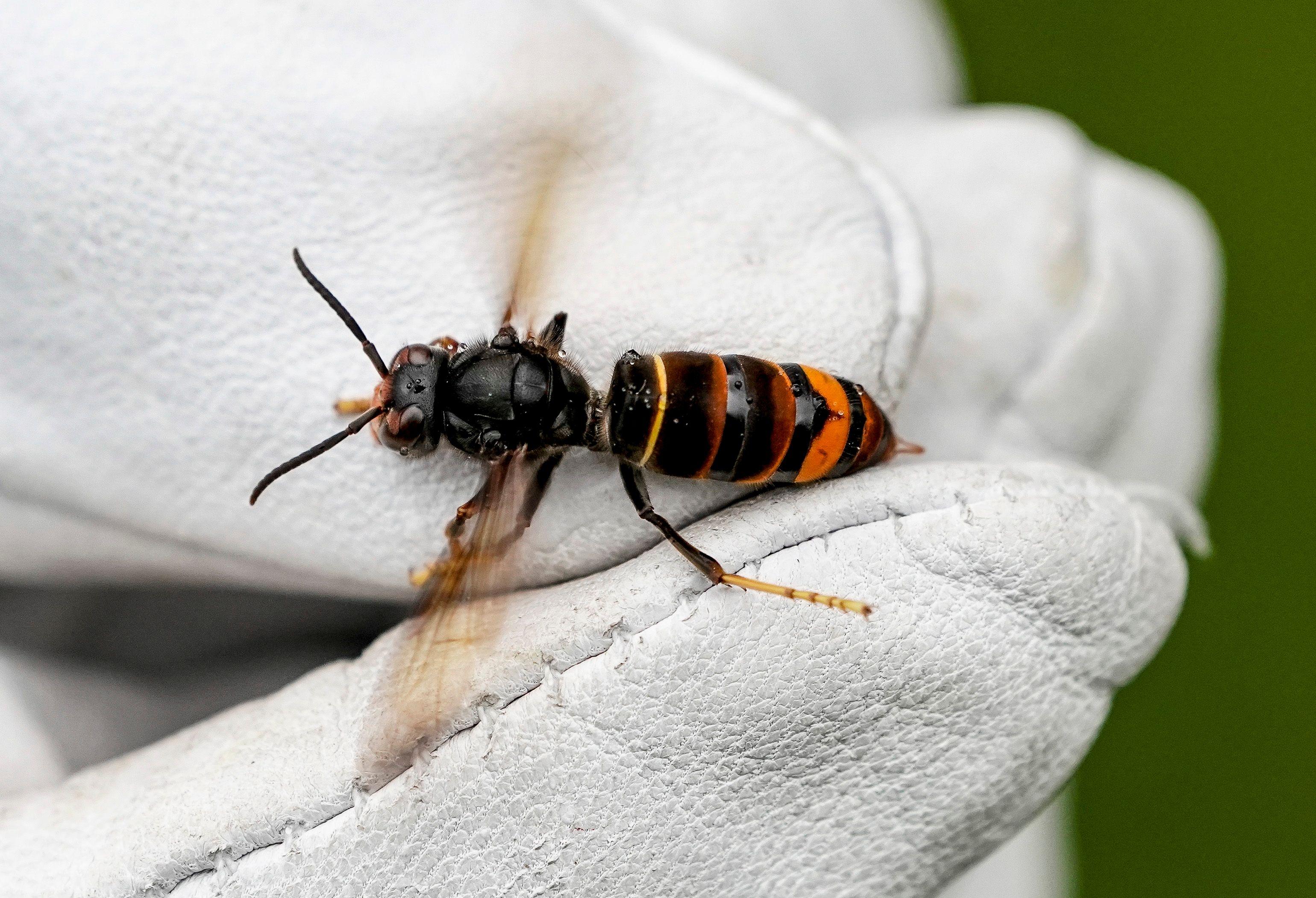Angst um Bienen: Wie Imker gegen Asiatische Hornissen vorgehen | BR24