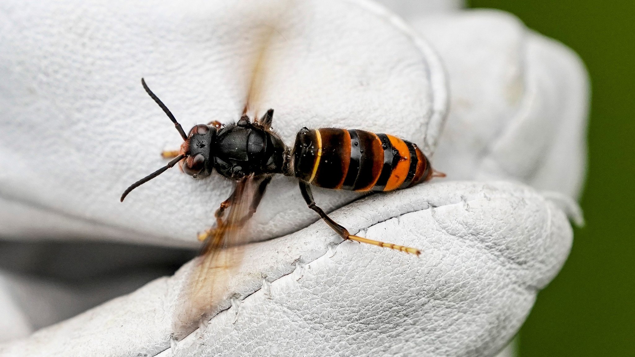 Angst um Bienen: Wie Imker gegen Asiatische Hornissen vorgehen