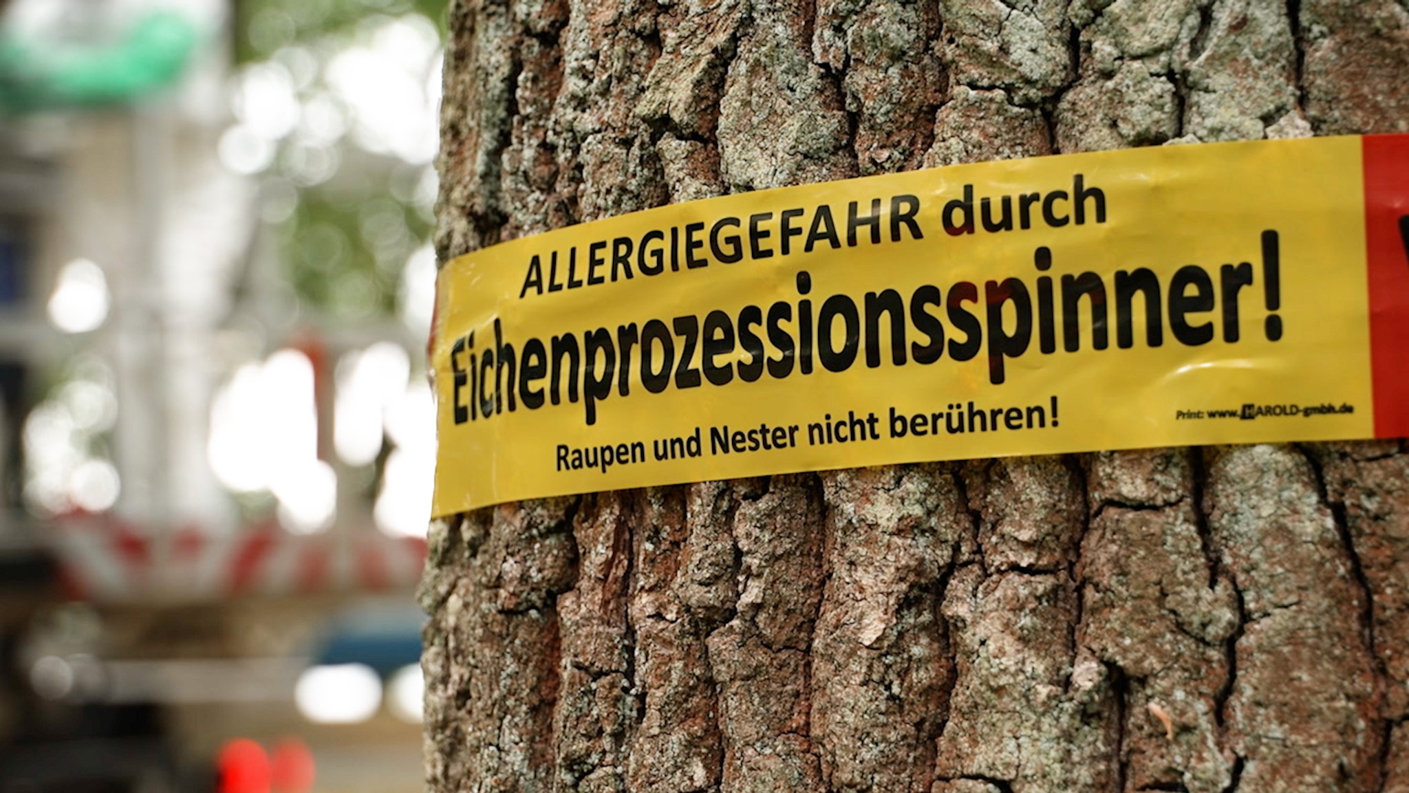 Warn-Schild mit der Aufschrift "Allergiegefahr durch Eichenprozessionsspinner" | Bild: BR/Cosima Martin Warn-Schild mit der Aufschrift "Allergiegefahr durch Eichenprozessionsspinner"