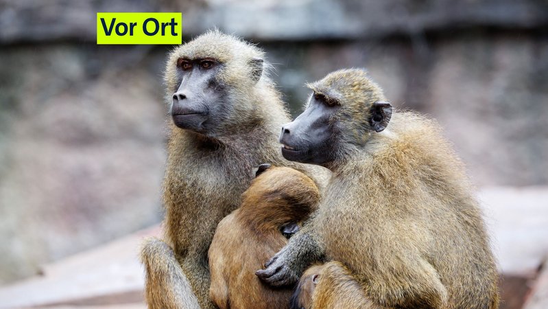 Paviane im Nürnberger Zoo | Bild: picture alliance/dpa | Daniel Karmann Paviane im Nürnberger Zoo