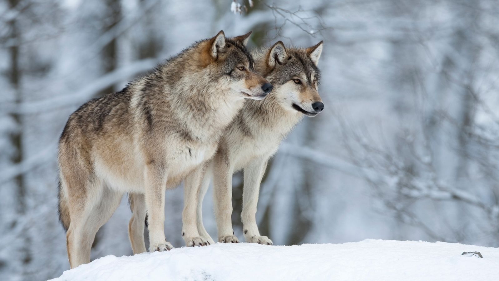 Rätsel Tierspuren Im Schnee / Tierspuren Im Schnee So