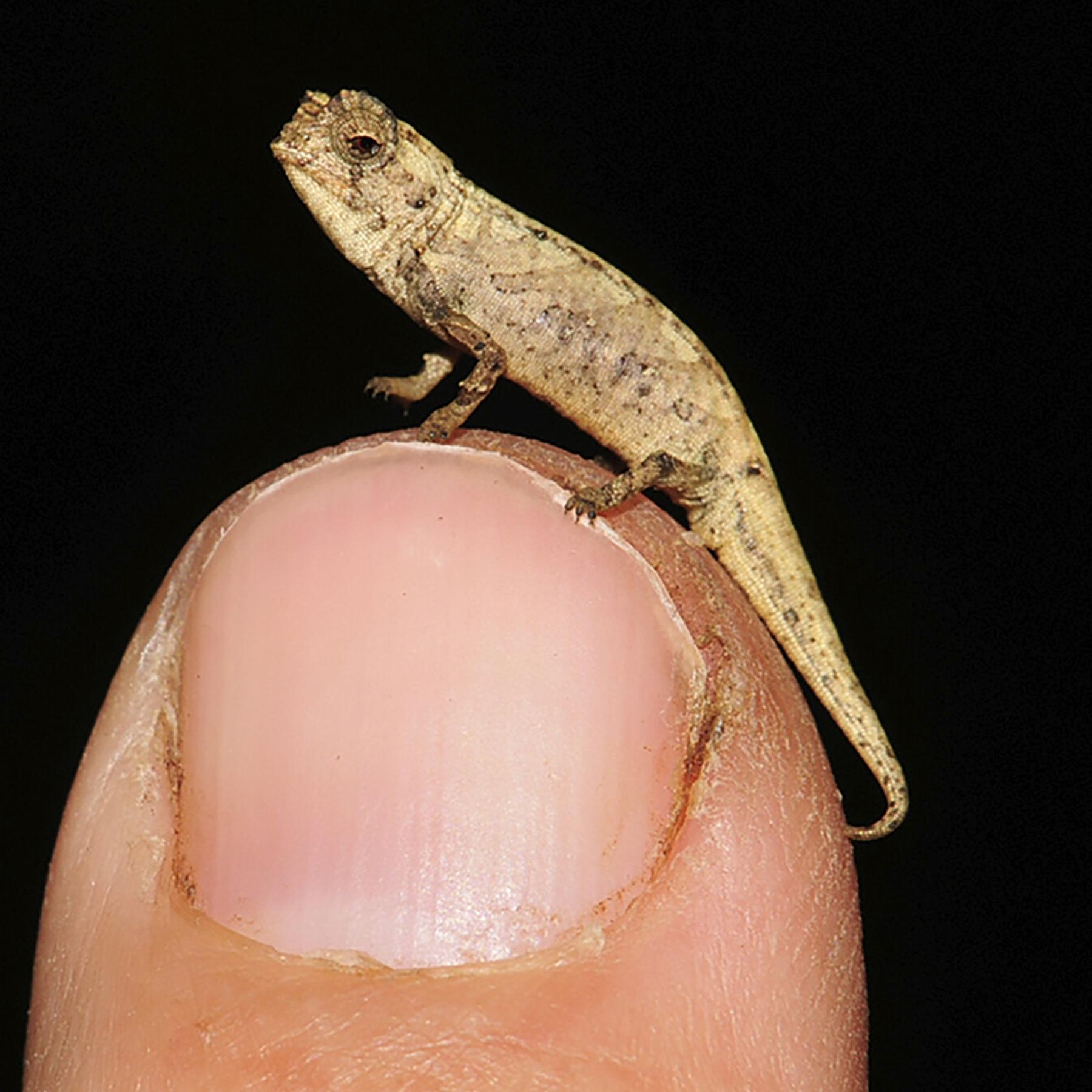 Artenvielfalt - Wie neue Spezies entdeckt werden