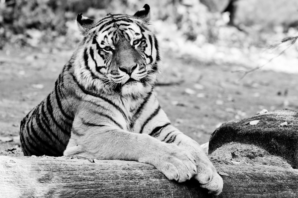 Tiger Claudius