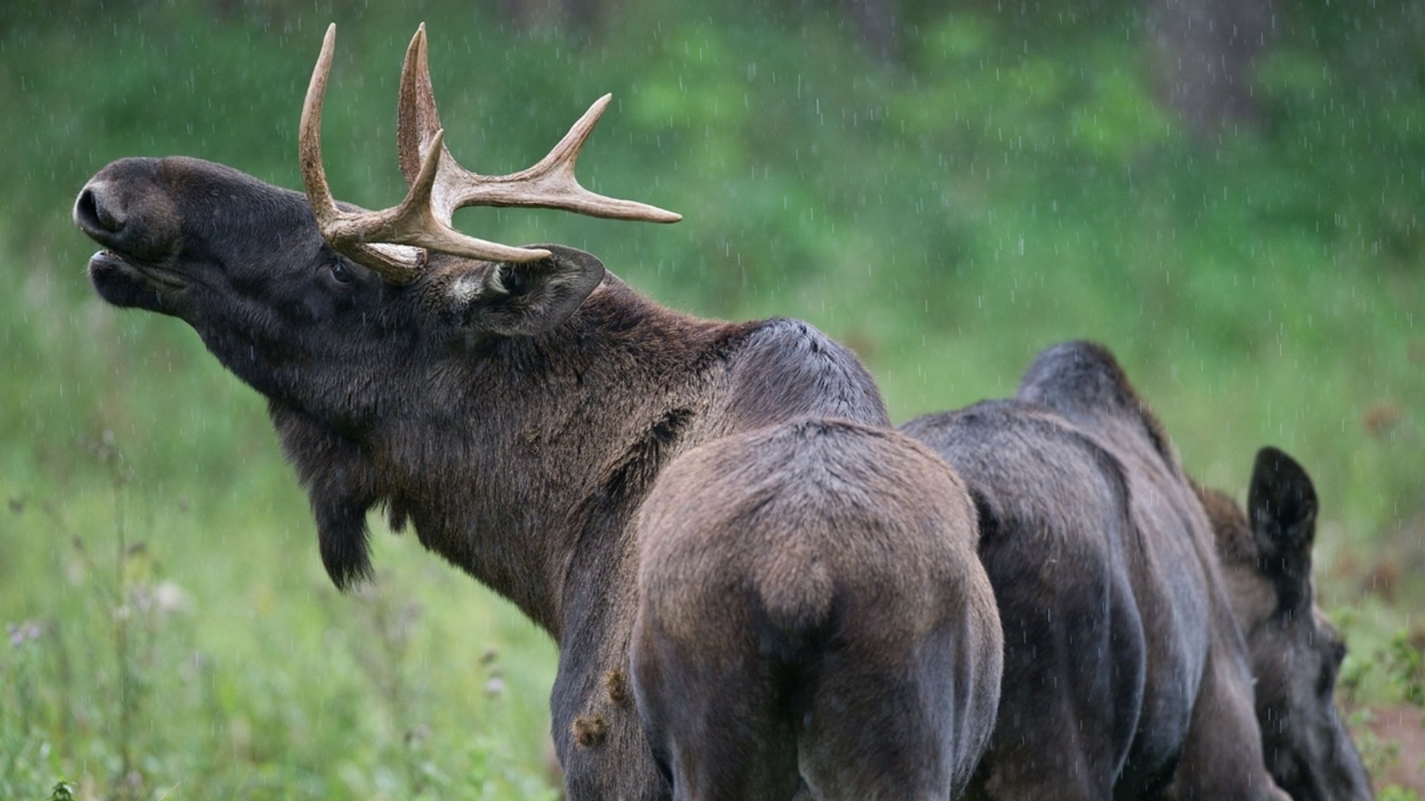 Zwei Elche stehen im Regen in ihrem Gehege im Wildpark Schorfheide nahe Groß Schönebeck | Bild: dpa/Patrick Pleul Zwei Elche stehen im Regen in ihrem Gehege im Wildpark Schorfheide nahe Groß Schönebeck