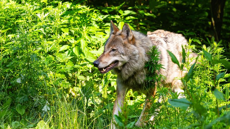Wolf (Symbolbild) | Bild: pa/dpa/Philipp Schulze Wolf (Symbolbild)