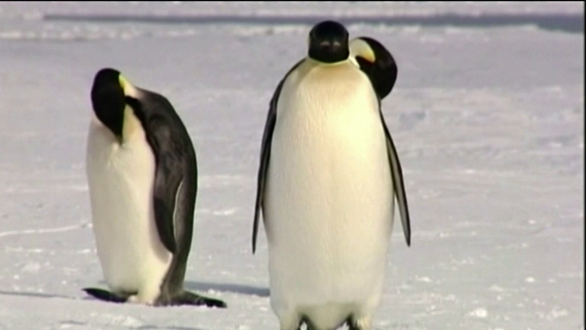 Kaiserpinguine im Schnee